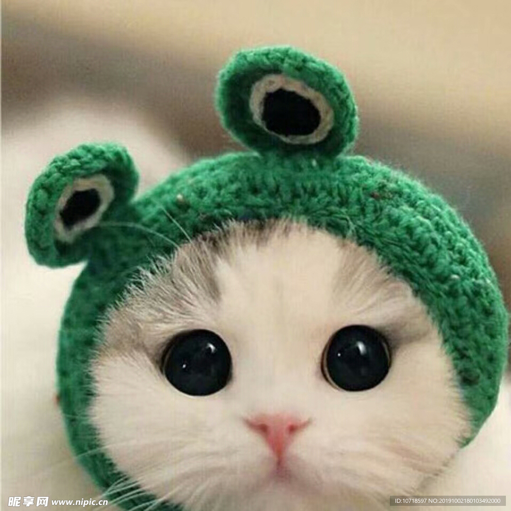猫咪