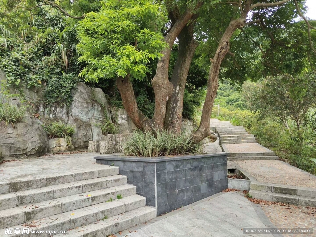 风景树