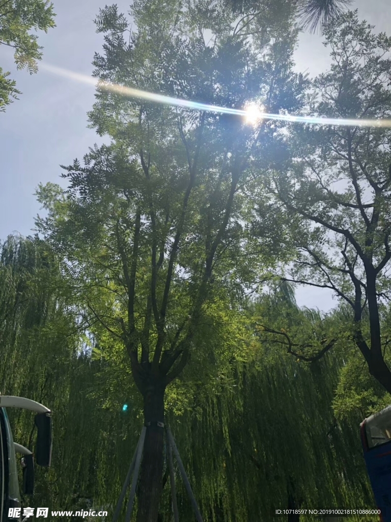 风景树