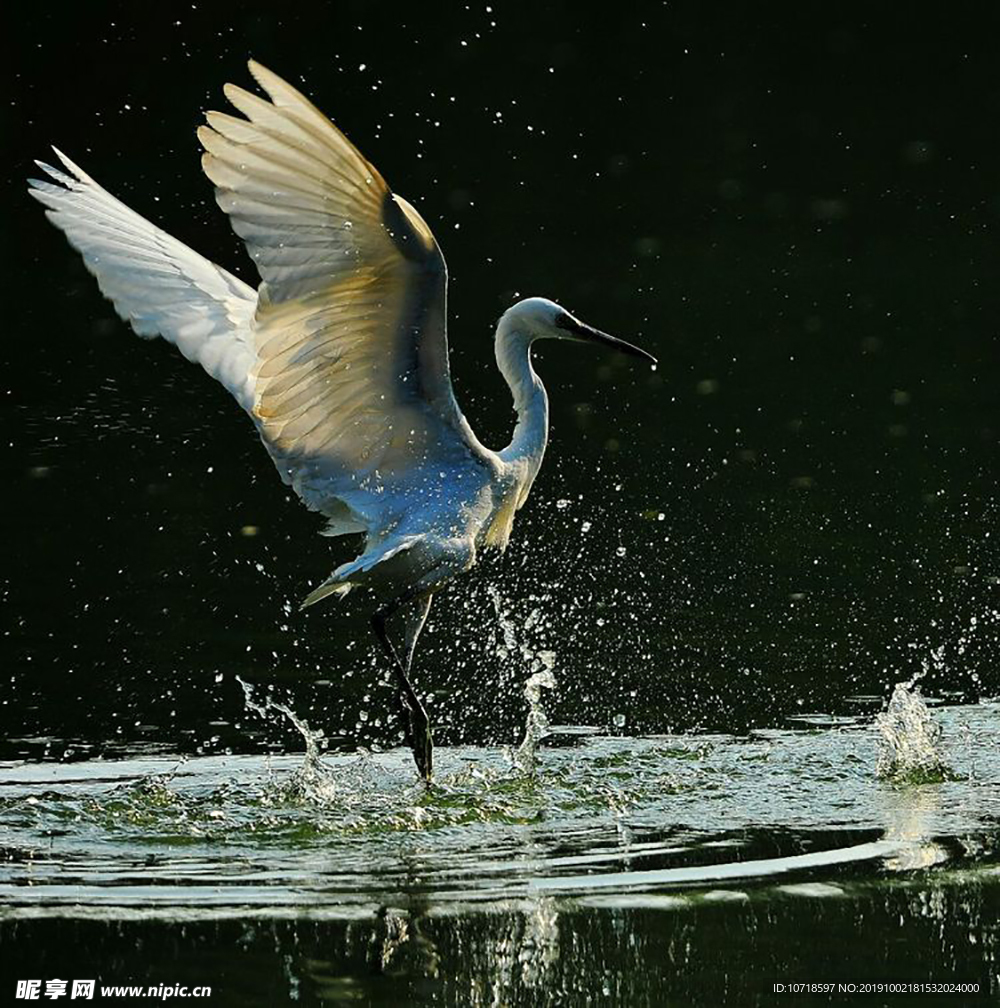 飞鸟