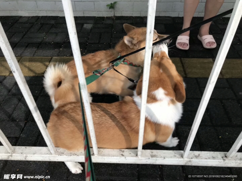 小狗