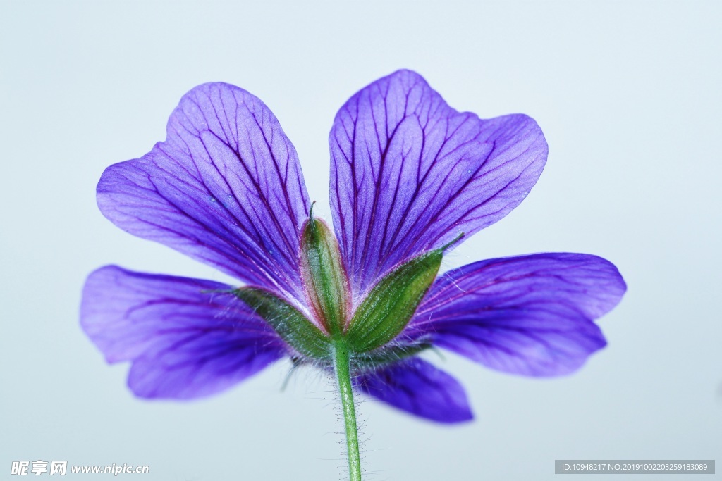 花卉摄影 花草 花卉照片 植物