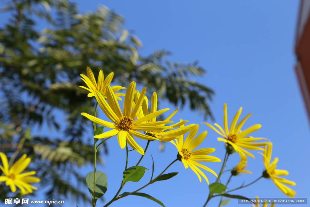 鬼子姜花