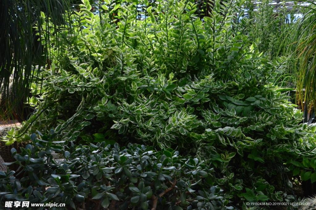 观叶植物