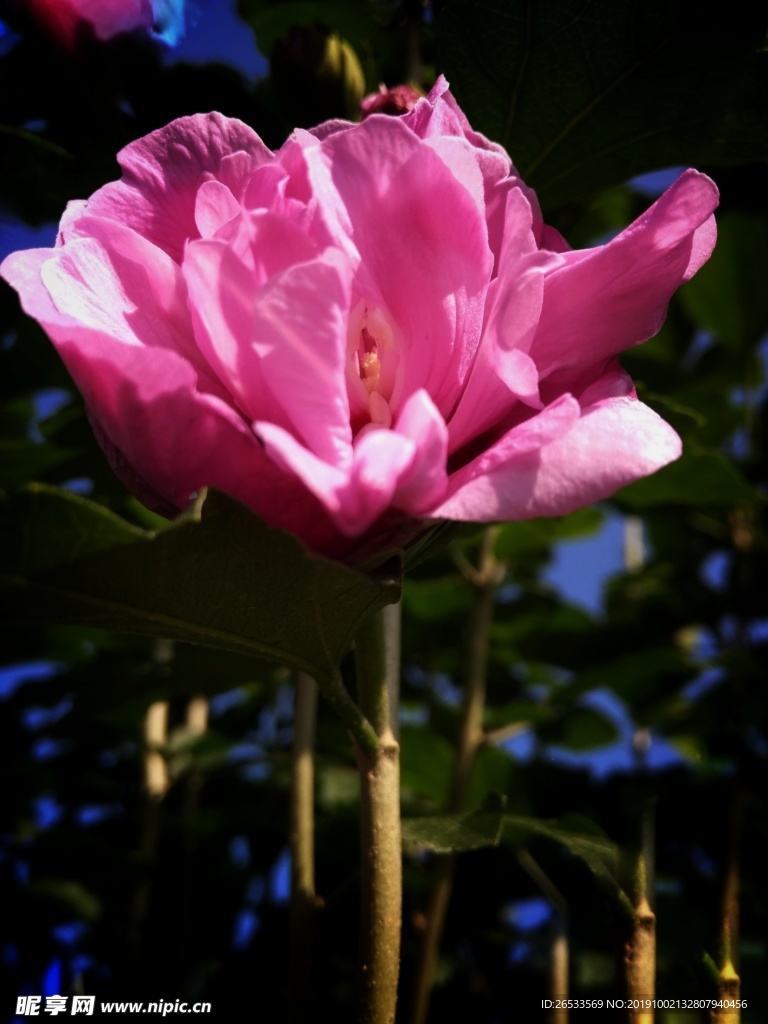 木槿 木棉 荆条 朝开暮落花