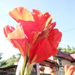 花卉 园艺 红色 美人蕉