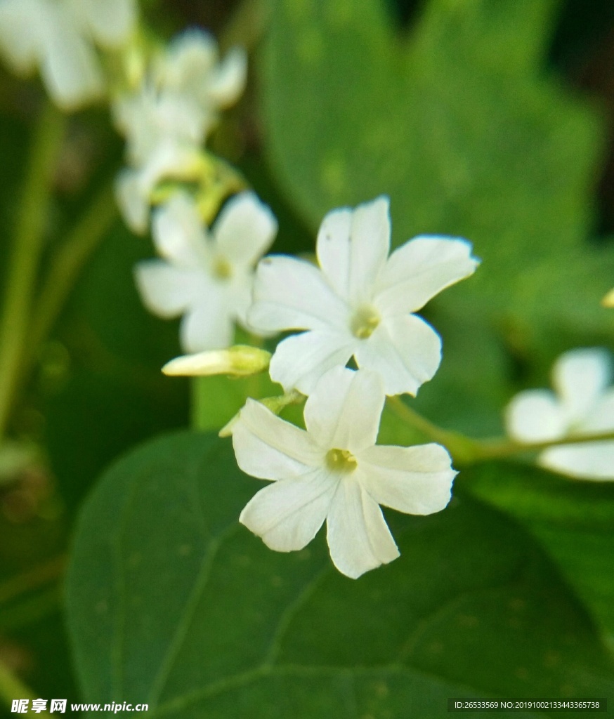 飞蛾藤 植物 野花 小白花