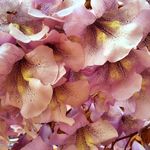 梧桐花