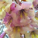 梧桐花