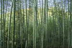 楠竹林
