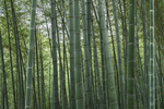 竹林