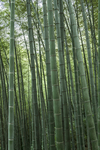竹林