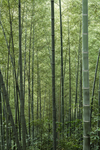 楠竹林