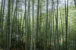 竹林