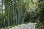 公园小路