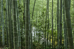 翠竹
