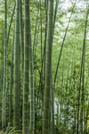 翠竹