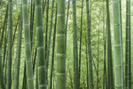 竹