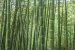江南竹