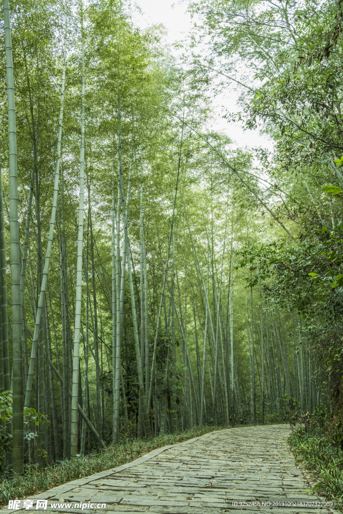 毛竹林