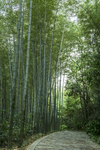 竹林