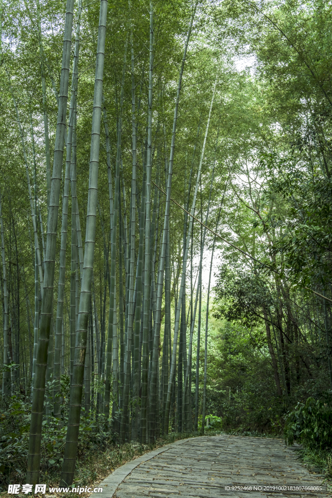 竹林