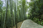 竹林