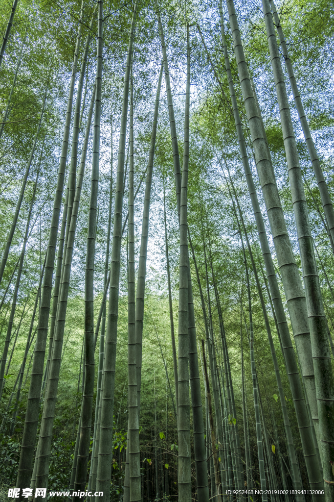 楠竹