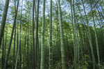 楠竹林