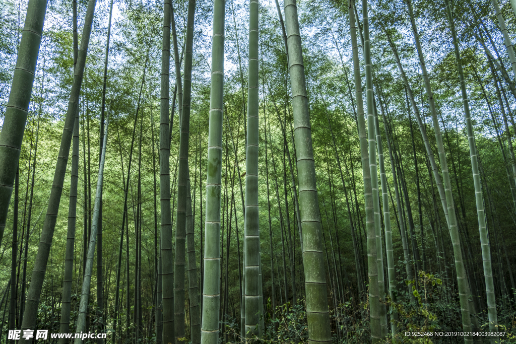 楠竹林