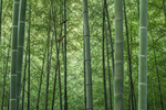 毛竹林