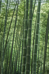 江南竹