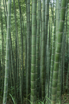 毛竹