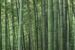 竹叶