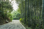 林间小路