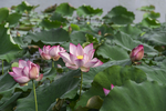 荷花池