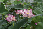 红莲花