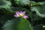莲花池