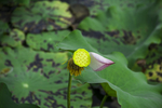 莲花池