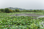 莲花池