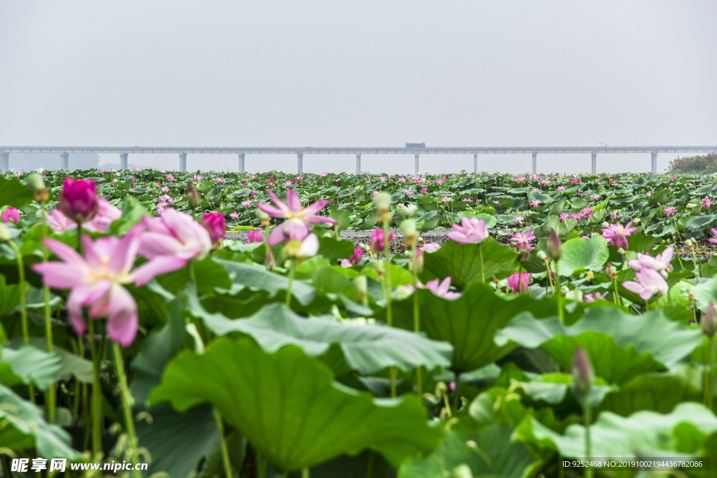 红莲花