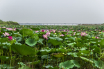 莲花池