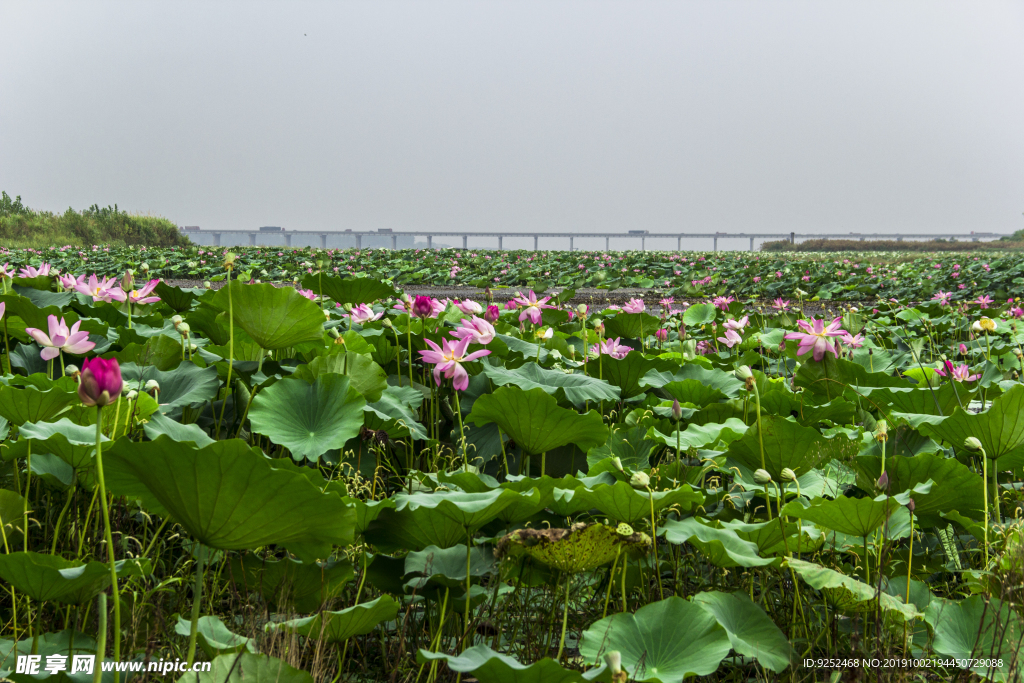 莲花池