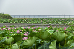 荷花池