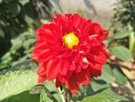 小丽菊
