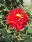 小丽菊