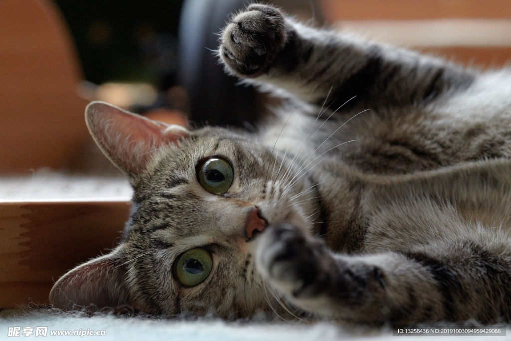小猫宠物猫咪