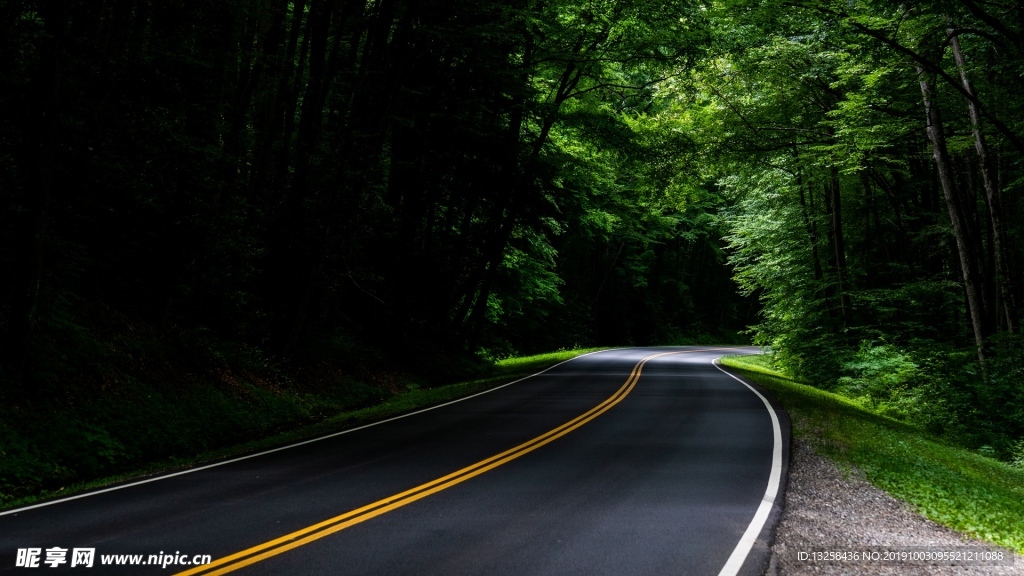 森林公路风景树木