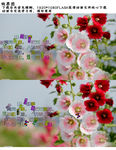 花朵飘扬高清FLASH视频
