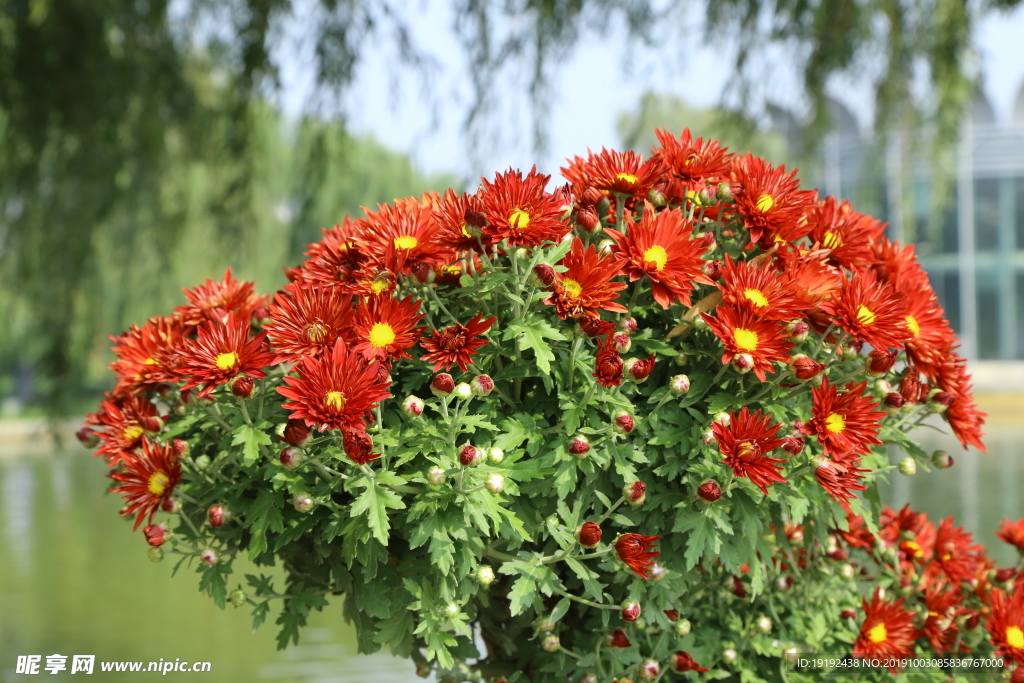 菊花
